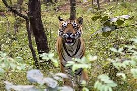 Ranthambore Wildlife Tour